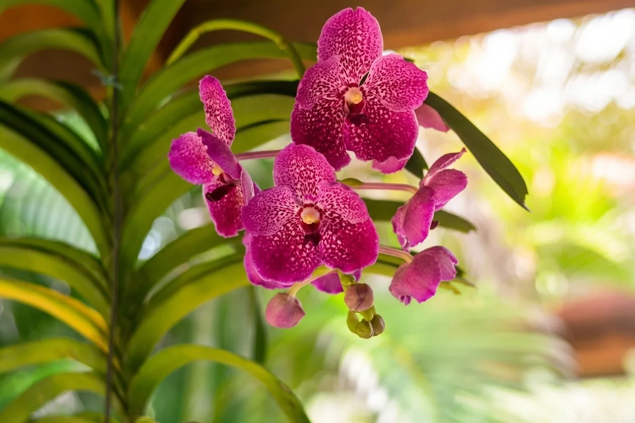 Vibrant Orchid Blossoms