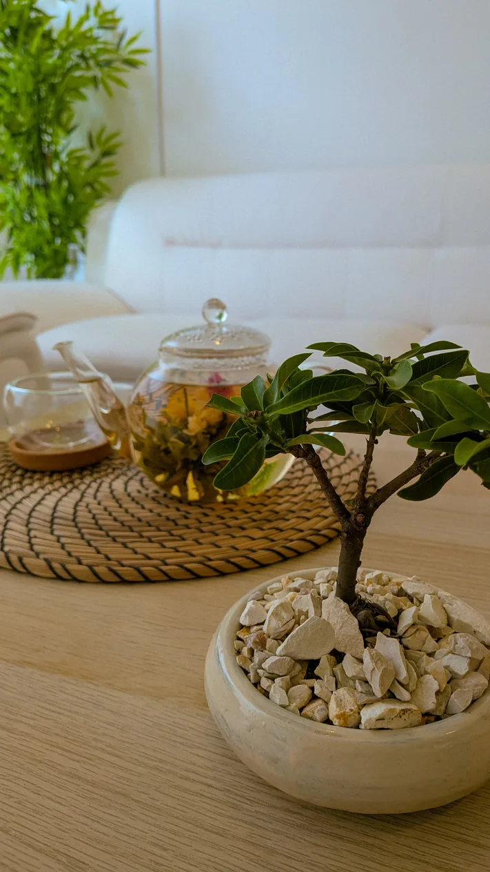 Tea & Bonsai